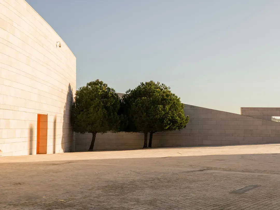 Two trees against a minimal stone wall in warm evening light